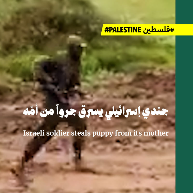 جندي إسرائيلي يسرق جرواً من أمّه