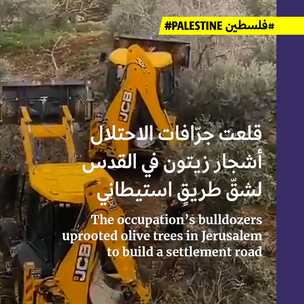 الاحتلال يجرف أشجار الزيتون في القدس
